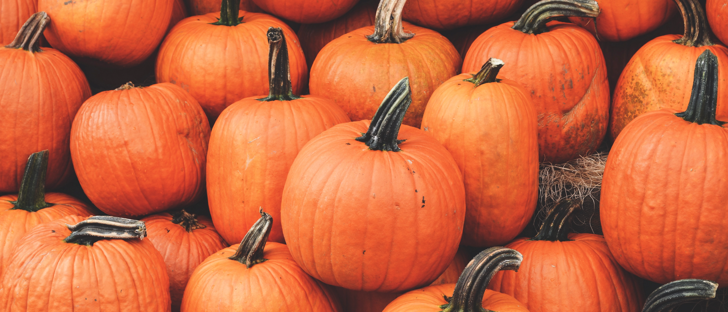 Pumpkin-Everything: Sweet and Savory Recipe Ideas for Fall’s Favorite Squash
