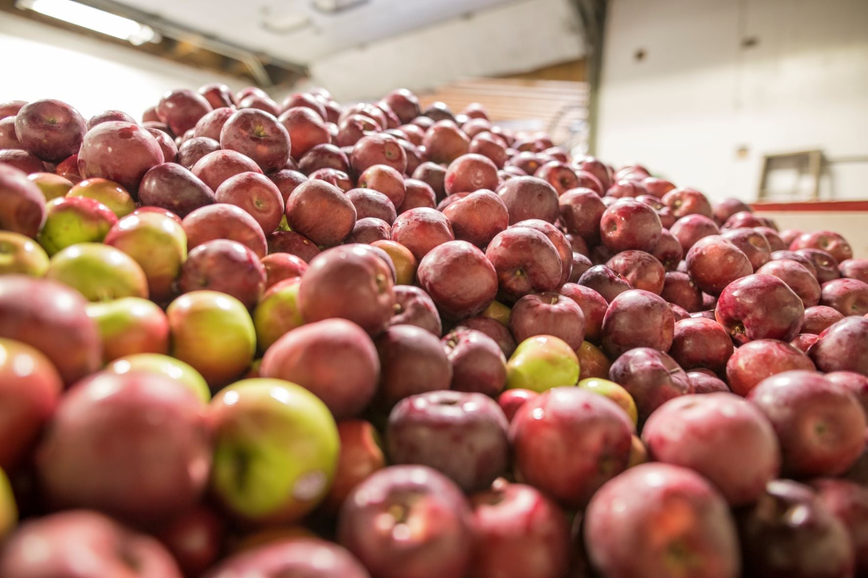 It's the Apples: How We Actually Make Cold Hollow Cider