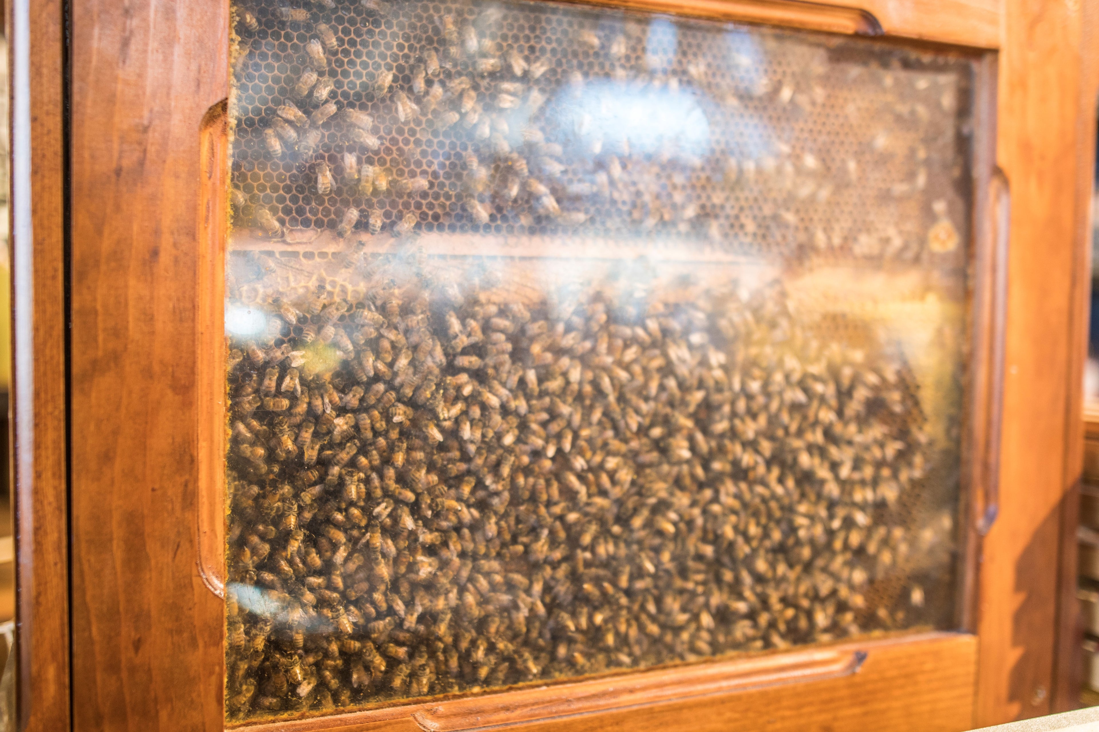 Why Honey Bees Are So Important (Especially If You Love Apples)